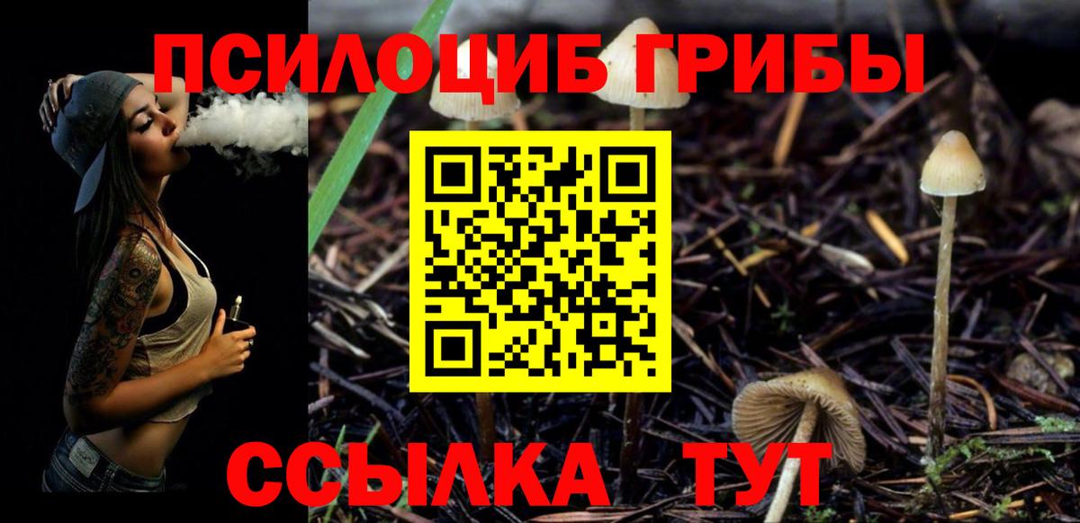 Галлюциногенные грибы Psilocybine cubensis Курчатов